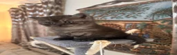 British Shorthair cats for sale: Premium British Shorthair Kittens  - Advert 21