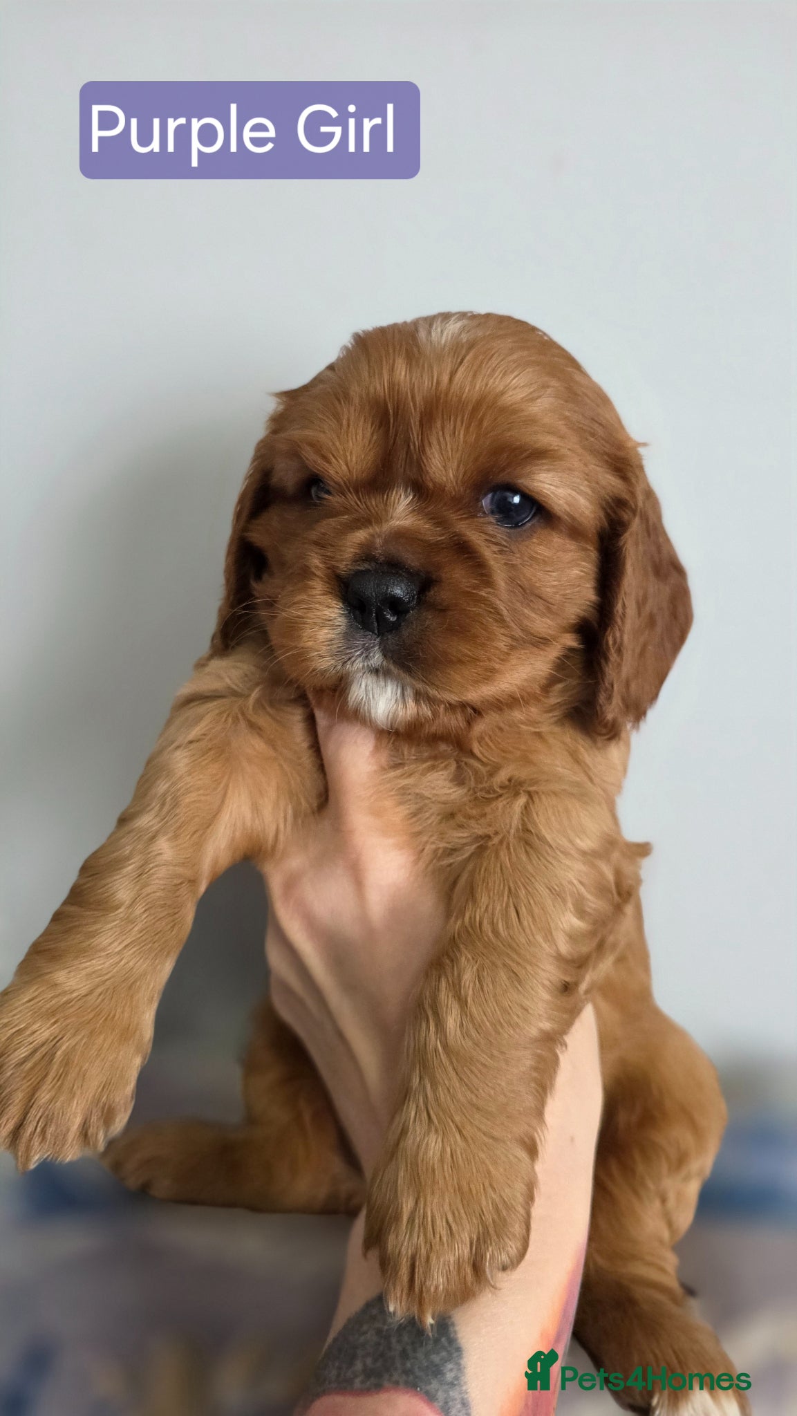 Cavalier King Charles Spaniel dogs for sale: Beautiful Cavalier King Charles Spaniel  in Nottingham - Advert 9