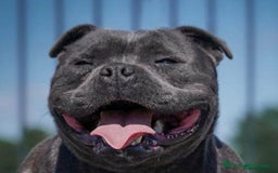 Staffordshire Bull Terrier dogs for sale: Stunning Staffordshire bull terrier pups  - Image 11