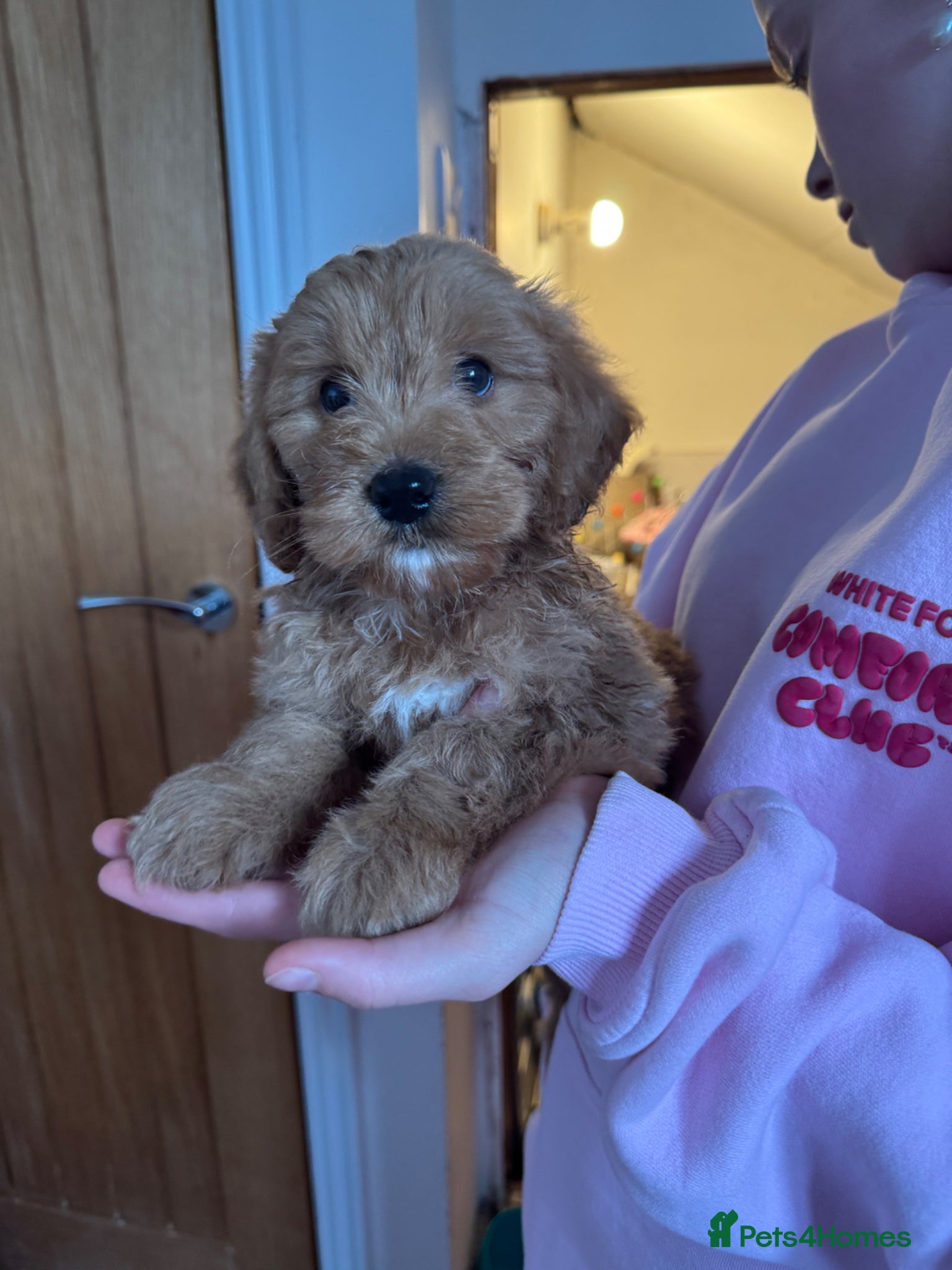 Cockapoo dogs Beautiful F1 Cockapoo boy for sale - Advert 1