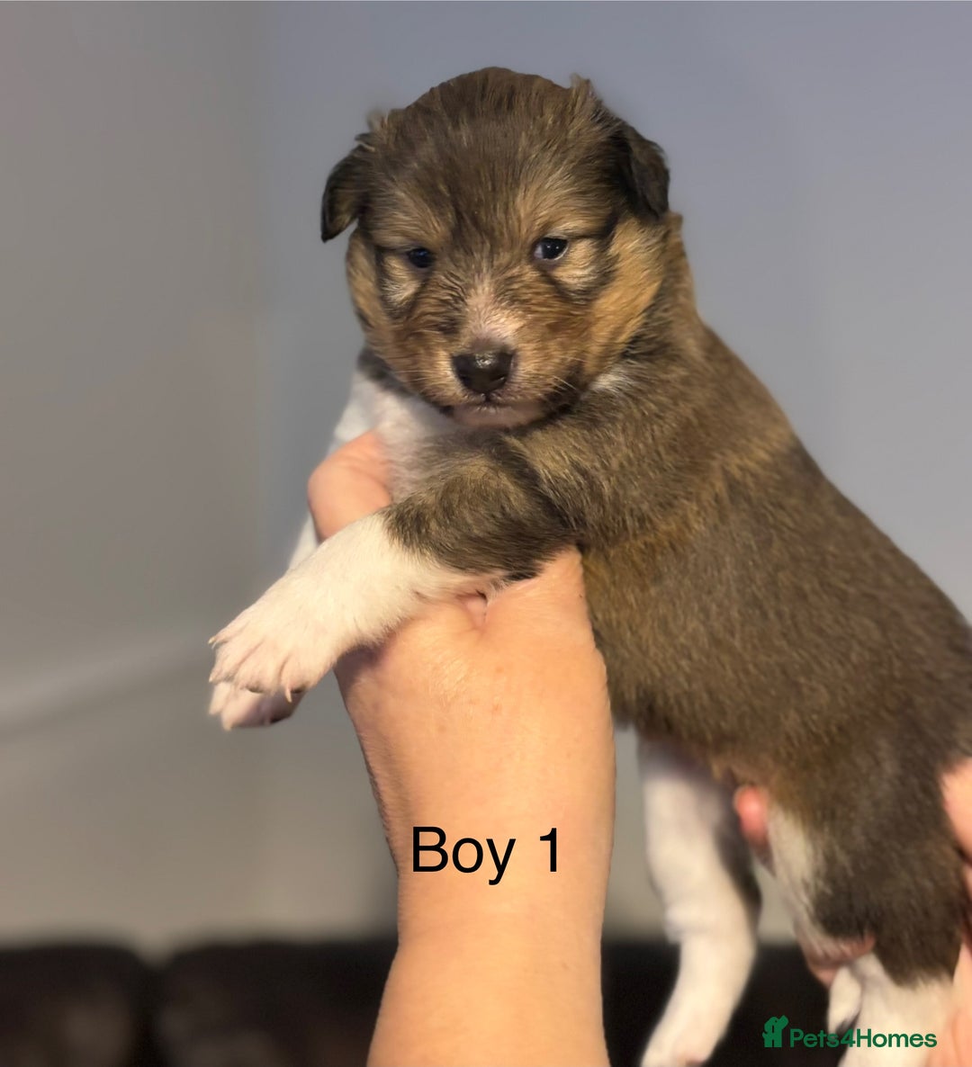 Shetland Sheepdog dogs for sale: Beautiful Shetland sheepdog puppies  - Advert 6