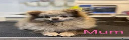 Pomeranian dogs for sale: Lilac Merle Babies - Petite, Quality, Teddy Pups - Advert 33