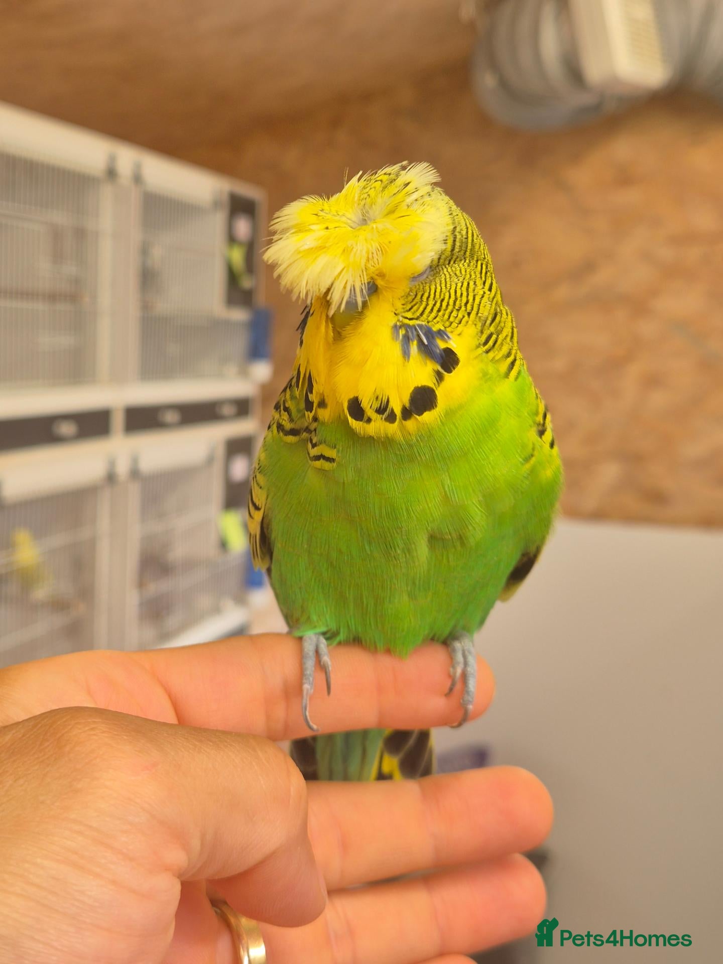 Budgerigars birds BIrds for Breeders  - Advert 1