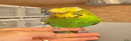Budgerigars birds for sale: available Pet, breeding or tamed - Advert 3