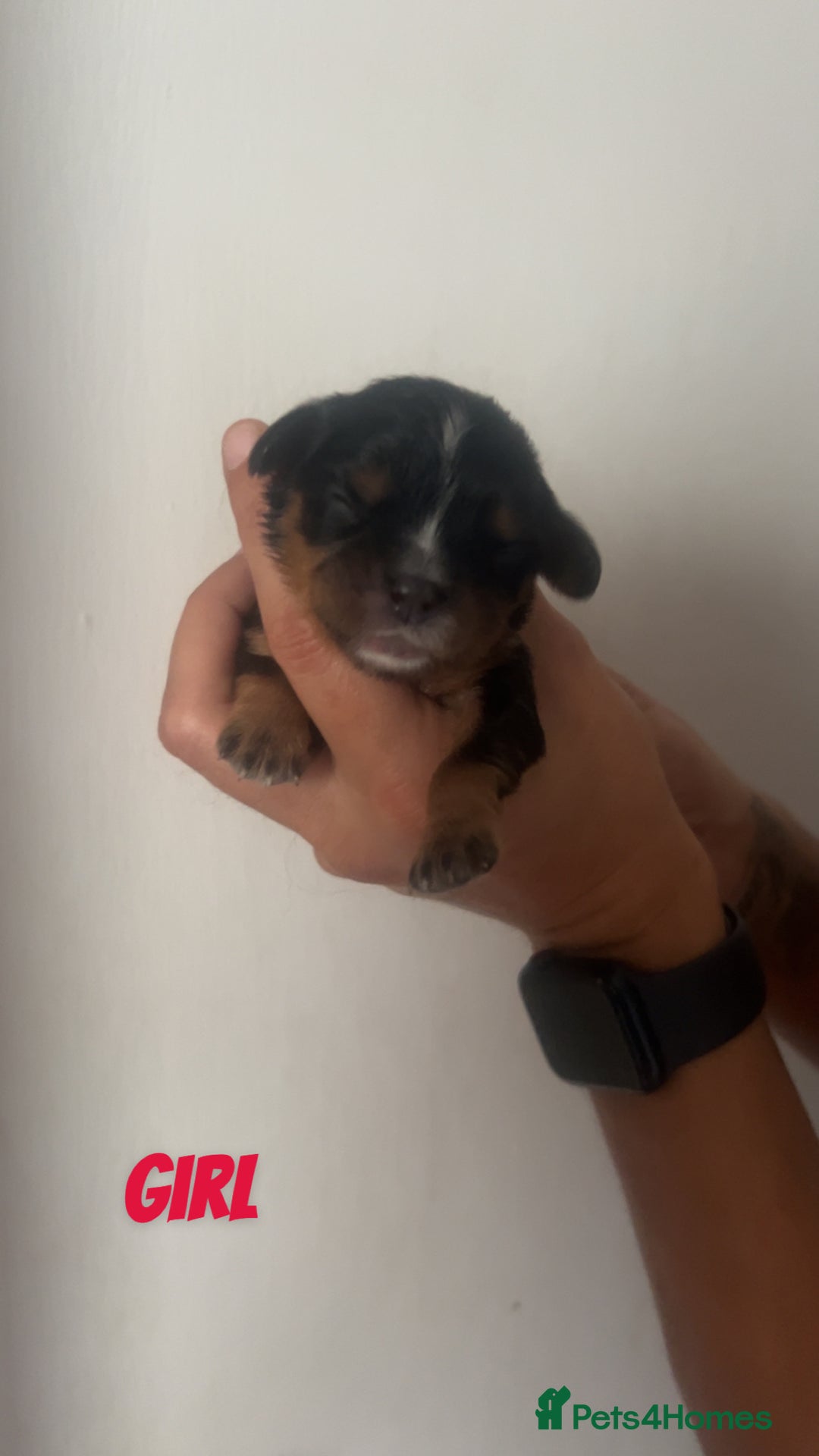 Cavalier King Charles Spaniel dogs for sale: Mixed colour Cavaliers  - Image 16