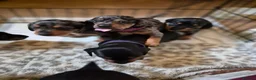 Jackshund dogs for sale: Dapple and black and tan Jackshund puppies - Advert 3