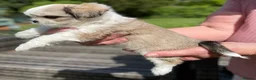 Mixed Breed dogs for sale: Beautiful shichis absolutely stunning  - Advert 7