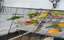 Parrots birds for sale: Parrot for sale Glasgow  - Image 4