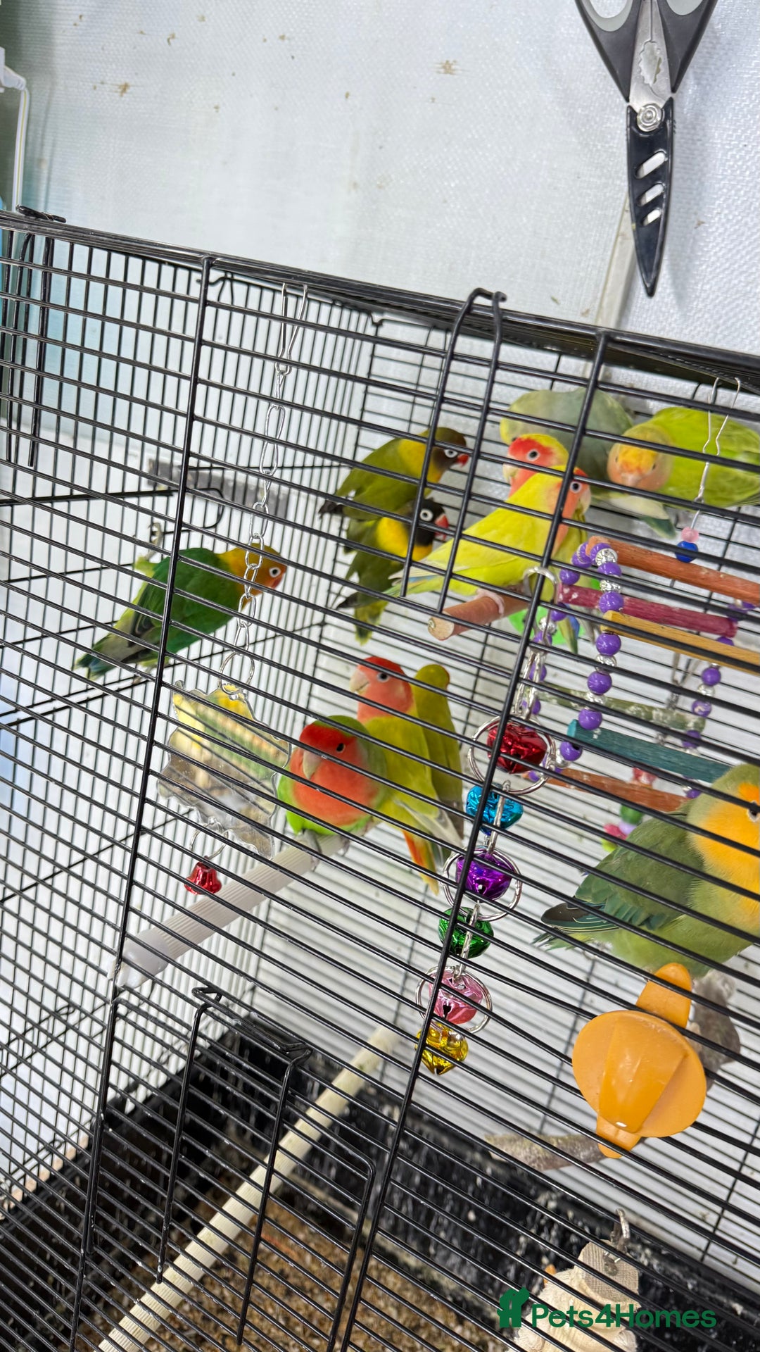 Parrots birds for sale: Parrot for sale Glasgow  - Image 4