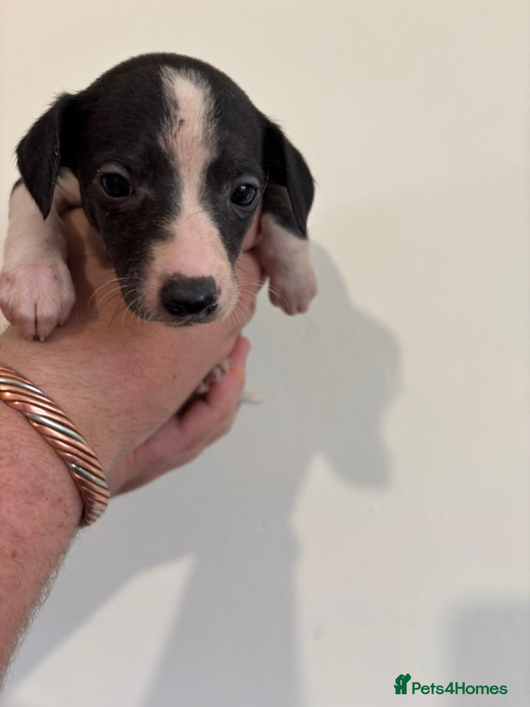 Mixed Breed dogs for sale: Beddy whippets - Image 2