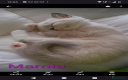 Ragdoll cats for sale: 4 stunning ragdoll kittens left - Image 6