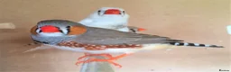 Parrots birds for sale: Amazos/Parakeets/Parrots available  - Advert 6