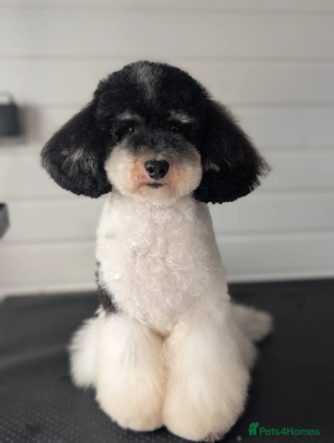 Toy Poodle dogs for stud: Health Tested Tri Toy in Birkenhead - Advert 4