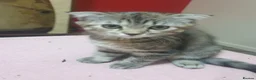 Mixed Breed cats for sale: Boy and girl - Advert 8