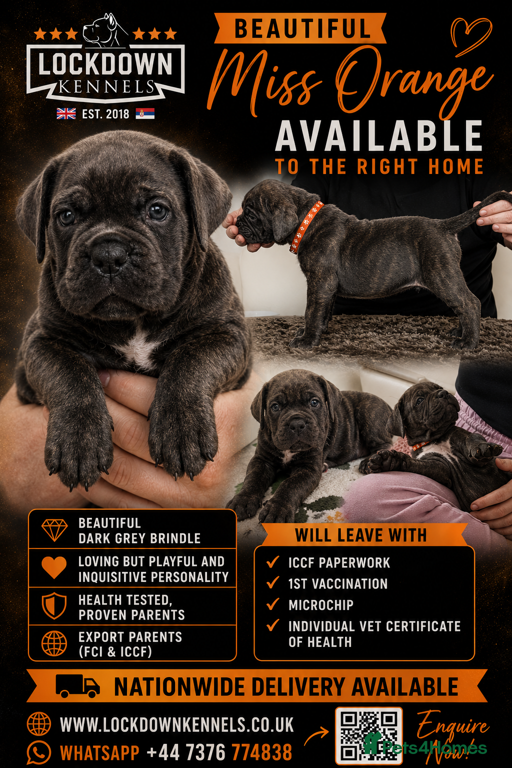 Cane Corso dogs Exceptional pedigree puppies- 2 females remaining - Advert 2