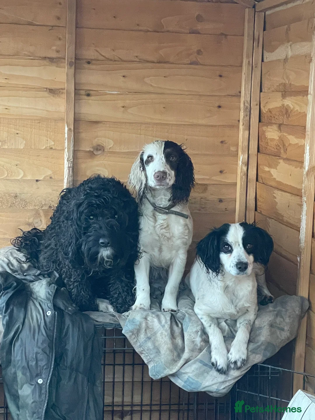 Mixed Breed dogs for sale: Absolutely gorgeous female puppy ready to leave  - Advert 6