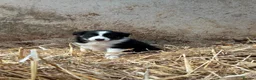 Border Collie dogs for sale: 7 collie puppies for sale  in Okehampton - Advert 10