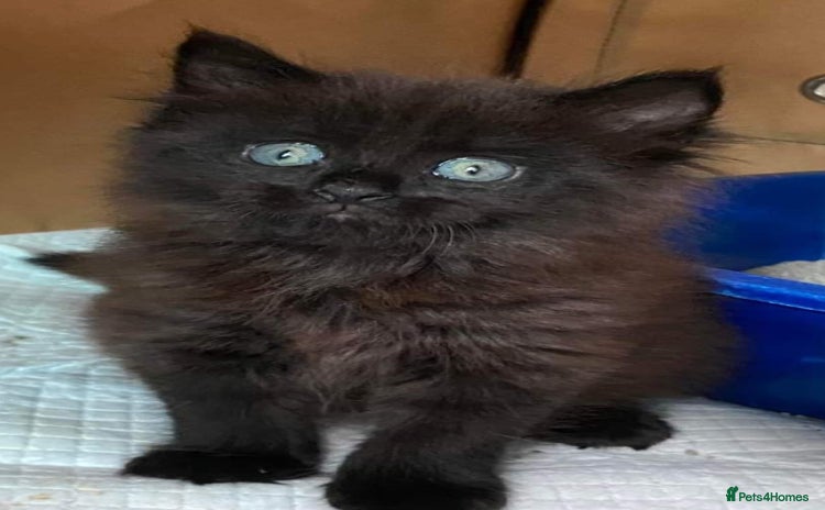 Mixed Breed cats - Advert 1