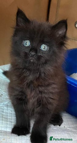 Mixed Breed cats - Advert 1