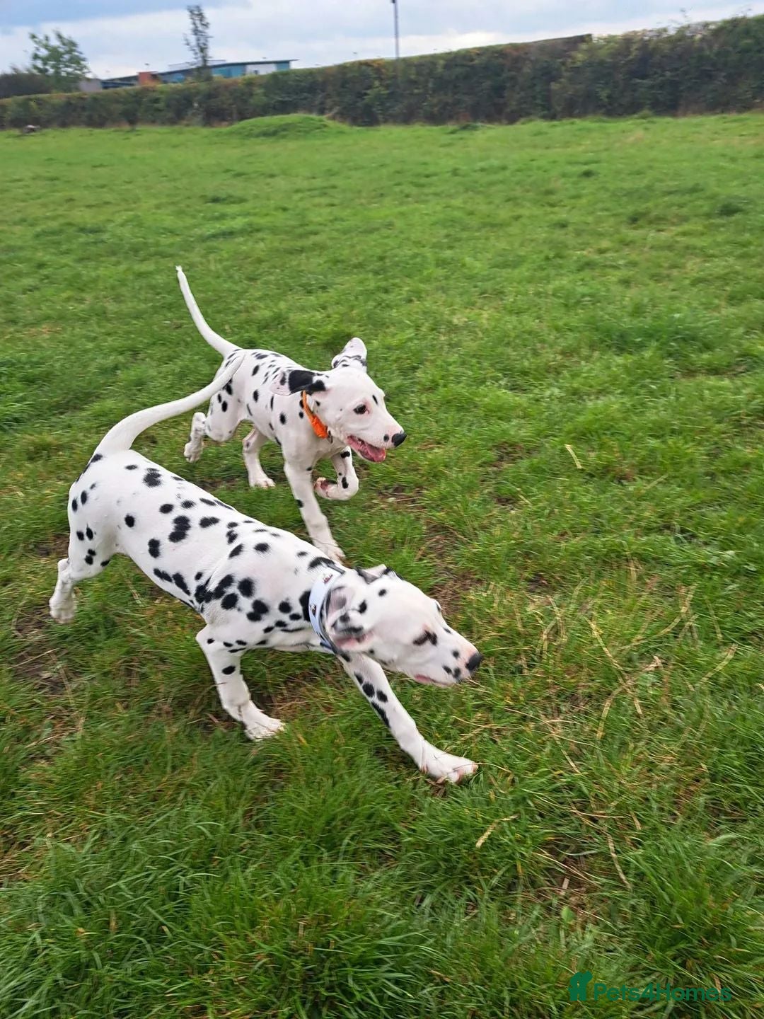 Dalmatian dogs for sale: KC registered family raised puppies available  - Image 5