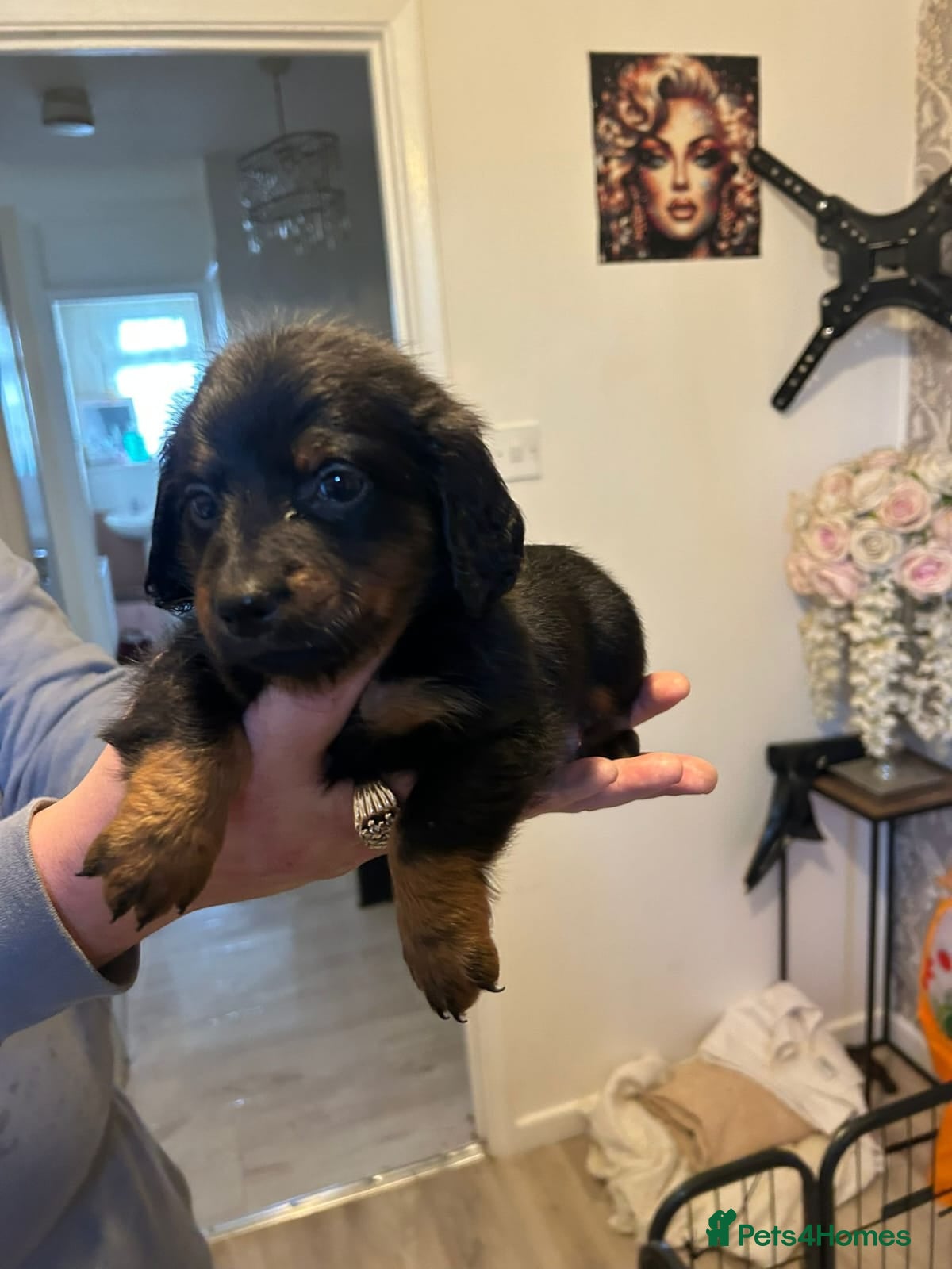 Dachshund dogs Dachshund puppies  - Advert 17