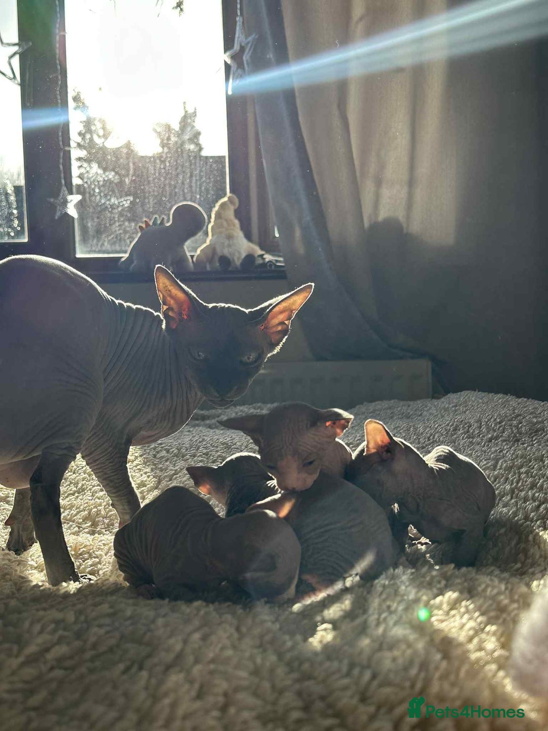 Sphynx cats for sale: Sphinx kittens 🩵❤️ - Advert 2