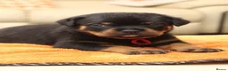 Rottweiler dogs for sale: Exceptional KC Pedigree Rottweilers - Advert 3