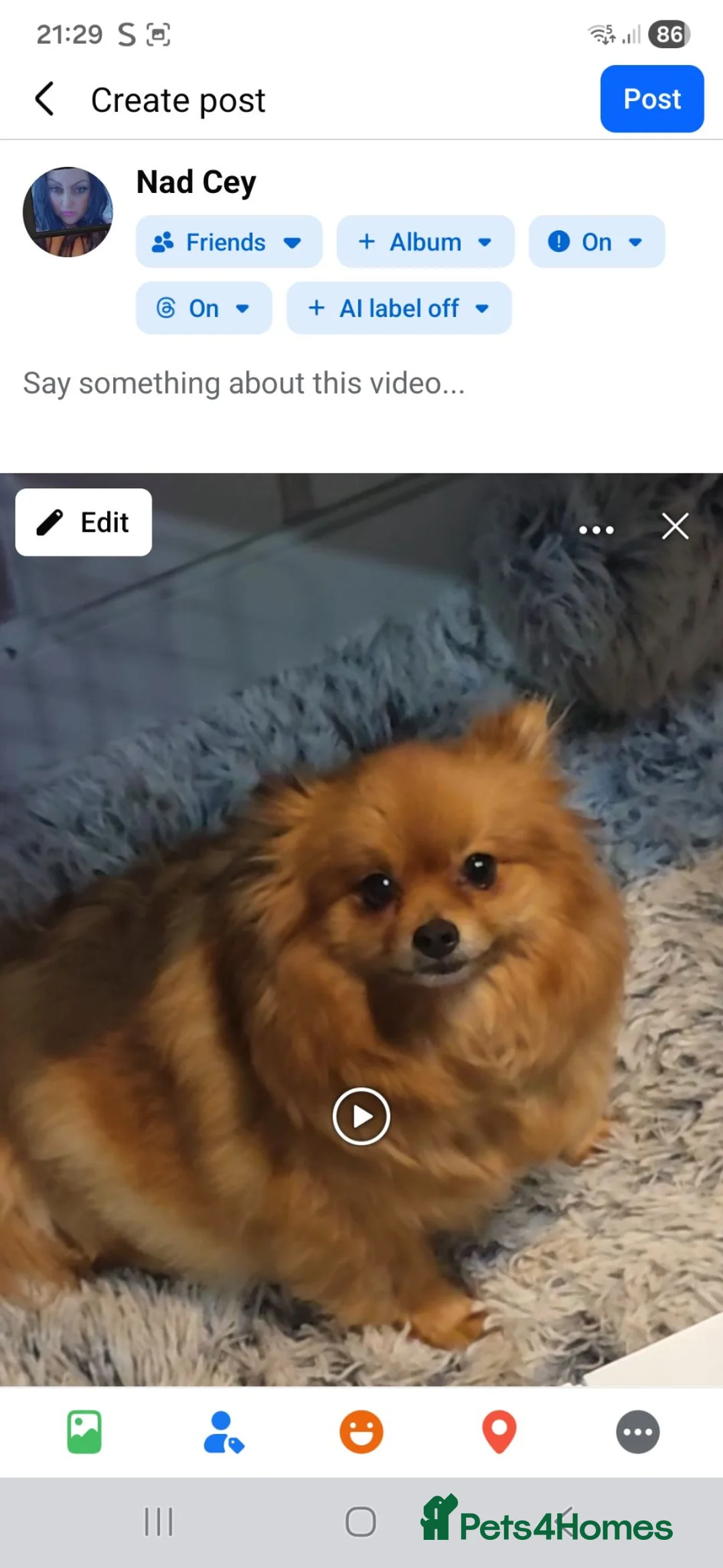 Pomeranian dogs for sale: Pom pups in London - Advert 2
