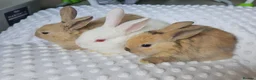 Mini Lop rabbits for sale: Beautiful mini lop bunnies - Advert 5