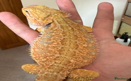 Bearded Dragon reptiles for sale: 🔥🦎🔥❤️ BEARDED DRAGON Bargain £75 ❤️🔥🦎  - Image 1