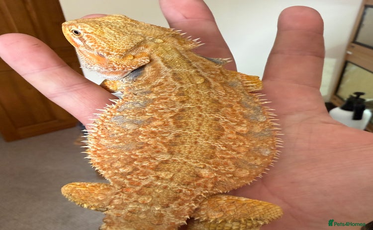 Bearded Dragon reptiles - Advert 6