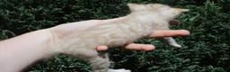 Bengal cats for sale: TICA REGISTERED SNOW BENGAL - Advert 8