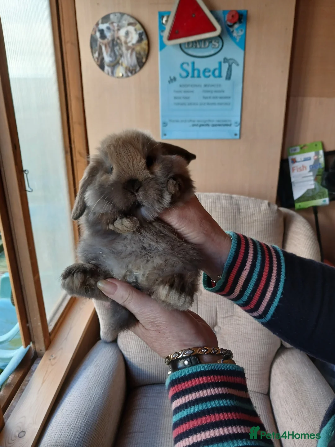 Dwarf Lop rabbits for sale: Baby Dwarf rabbits in Telford - Advert 2