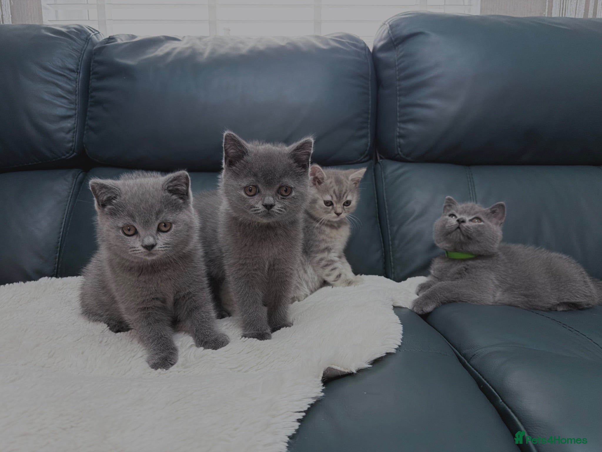British Shorthair cats British shorthair kittens  - Advert 1