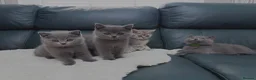 British Shorthair cats for sale: British shorthair ❤️❤️ Ready to go 🏡 - Advert 6