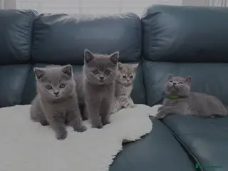 British Shorthair cats British shorthair kittens - Advert 1