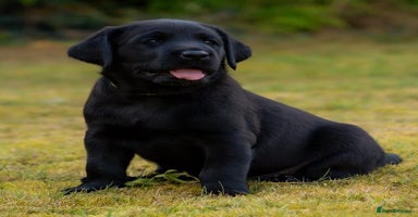 Labrador Retriever dogs - Advert 6