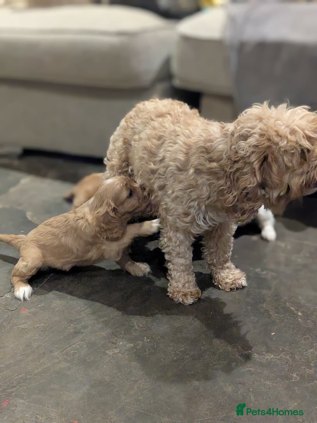 Cavapoo dogs for sale: Cavapoo  - Advert 5