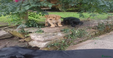 Labrador Retriever dogs - Advert 3