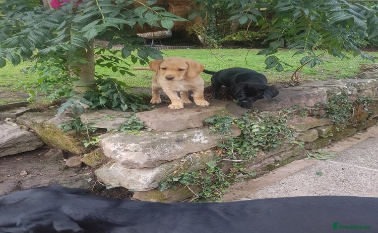Labrador Retriever dogs - Advert 14