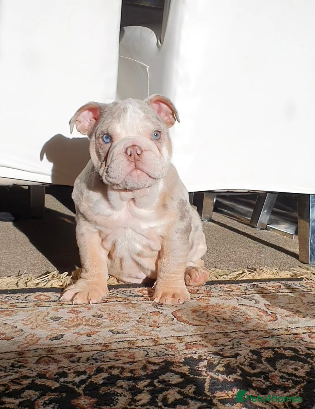 English Bulldog dogs for sale: Lovely lilac and tan Merle girl - Advert 5