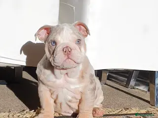 English Bulldog dogs Lovely lilac and tan Merle girl - Advert 1
