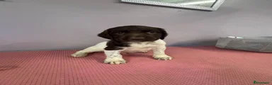 English Springer Spaniel 2