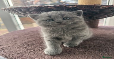 Scottish Fold cats LAST Scottish straight girl left - Advert 12