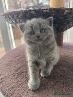 Scottish Fold cats LAST Scottish straight girl left - Advert 12