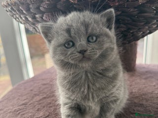 Scottish Fold cats LAST Scottish straight girl left - Advert 6