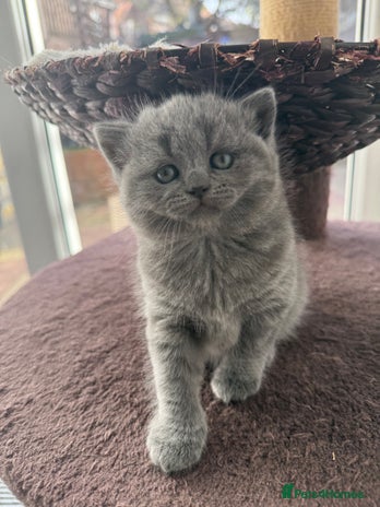 Scottish Fold cats LAST Scottish straight girl left - Advert 5