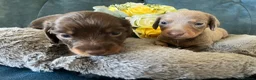 Miniature Dachshund dogs for sale: 🐶 beautiful minature dachshunds 🐶  - Advert 1