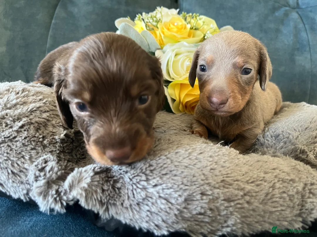 Miniature Dachshund dogs for sale: 🐶 beautiful minature dachshunds 🐶  - Advert 1