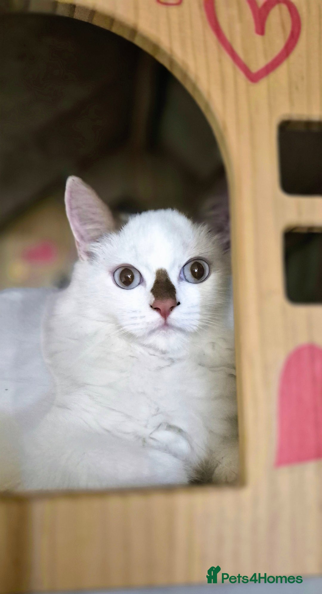 Munchkin cats for sale: Purebred TICA reg. Munchkin kittens ready to go  - Image 23